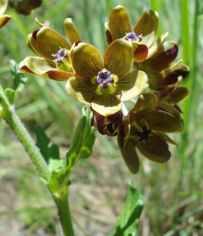 Schizoglossum